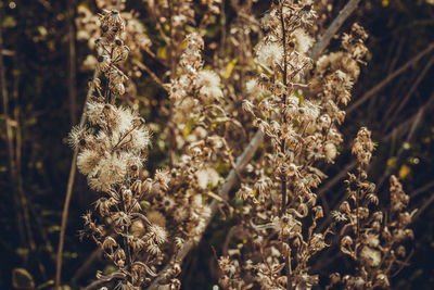 Close-up of flowering plant