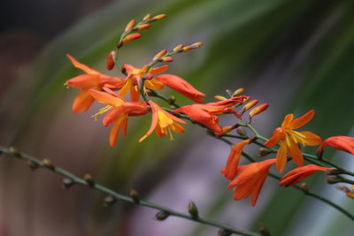 Close-up of orange flowering plant