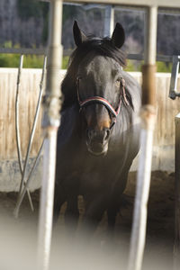 Close-up of horse standing outdoors