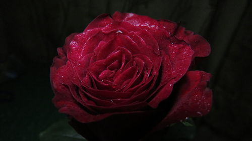 Close-up of wet red rose blooming outdoors