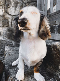 Close-up of dog sitting outdoors