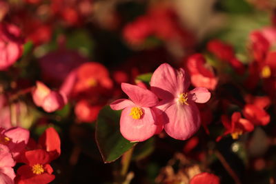 Close-up of pink flowering plants