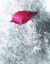 Close-up of red leaves