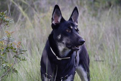 Black dog looking away on field