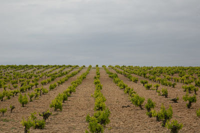 Planting of vineyard growing