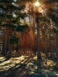 Sun shining through trees in forest