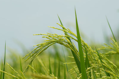 Close-up of crops growing on field against sky