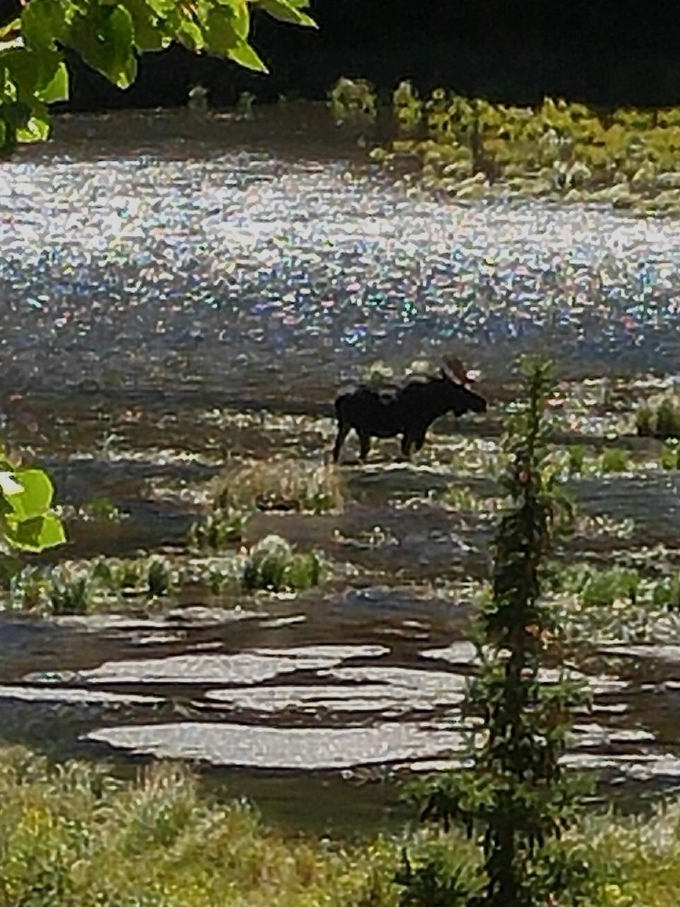 DOG STANDING ON WATER