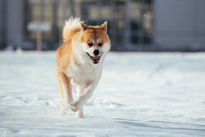 Dog running in snow