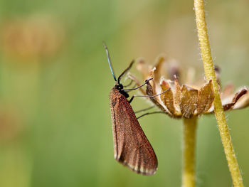 Moth perched on a flower, spain