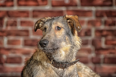 Close-up of a dog looking away against wall