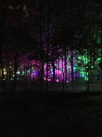 Illuminated trees at night