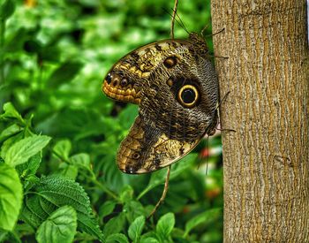 Close-up of butterfly on tree trunk