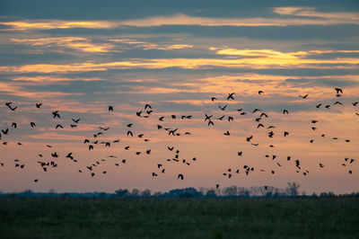 Flock of starlings flying above fields