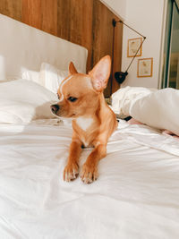 Portrait of a dog lying down on bed