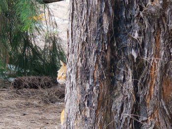 Tree trunk in forest