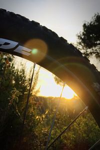 Close-up of plants against sky during sunset