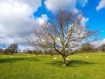 Close-up of tree on golf course against sky