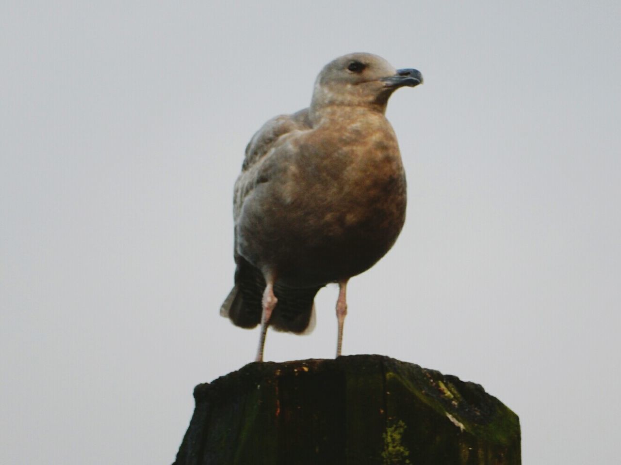 animal themes, one animal, bird, animals in the wild, wildlife, clear sky, perching, low angle view, copy space, outdoors, sky, day, built structure, close-up, no people, full length, pigeon, nature, looking away, architecture