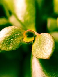 Close-up of flower against blurred background