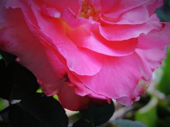 Close-up of pink flower blooming outdoors
