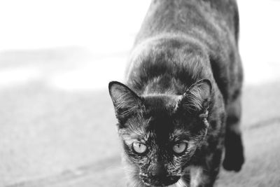 Close-up portrait of cat standing on street