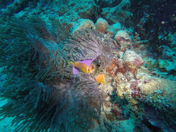 Close-up of multi colored fish in water