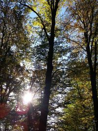 Low angle view of trees