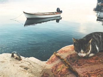 Cat resting on boat in sea