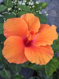 Close-up of orange flower