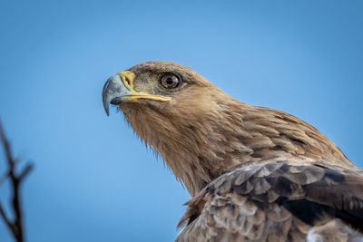 Close-up of tawny eagle stretching neck out