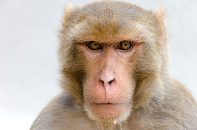 Portrait of monkey
