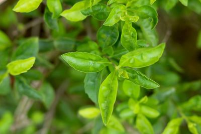 Close-up of fresh green leaves