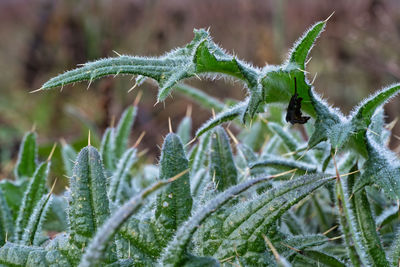Close-up of frozen plant during winter