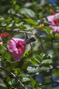 Close-up of pink flower