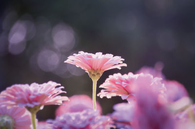 Close-up of pink flowers blooming outdoors