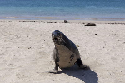 Frontal closeup view of dominant galapagos sea lion barking while crawling on beach