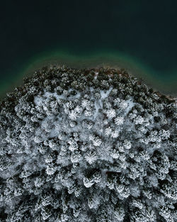 Aerial view of forest by sea during winter