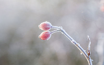 Close-up of plant