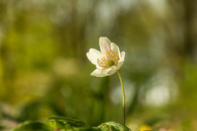 Close-up of small white flower