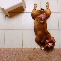 High angle view of dog sitting on floor