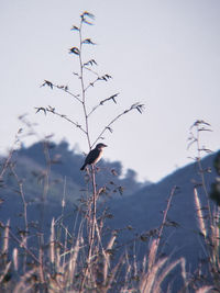 Bird flying in sky