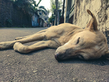 Close-up of a dog sleeping on footpath