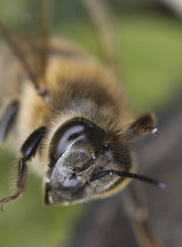 Detail shot of insect against blurred background