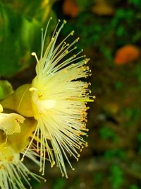 Close-up of yellow flowering plant