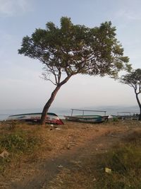 Tree on field against sky