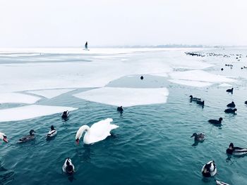 There are birds swimming on a frozen lake