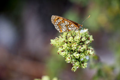 Close-up of butterfly pollinating on flower