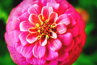 Close-up of dahlia blooming outdoors