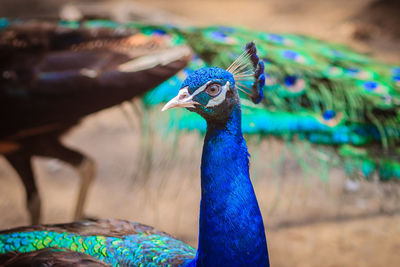 Close-up of peacock